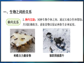 冀少版（2024）生物八年级下册 7.1.2 生物因素对生物的影响（课件）