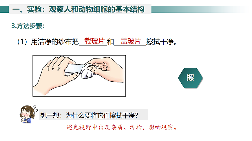 2025年秋北师大版生物七年级上册第2章 细胞 2.2.1  细胞的基本结构和功能（第2课时）课件第7页