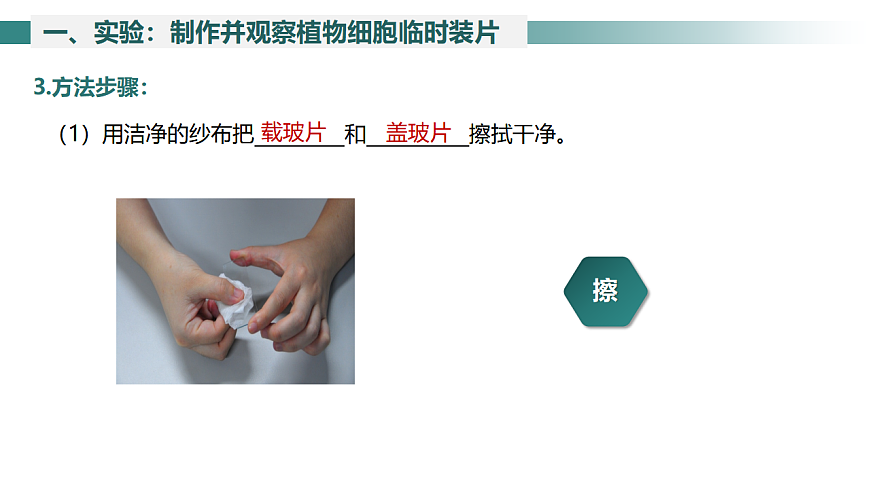 2025年秋北师大版生物七年级上册第2章 细胞 2.2.1 细胞的基本结构和功能（第3课时）课件第7页