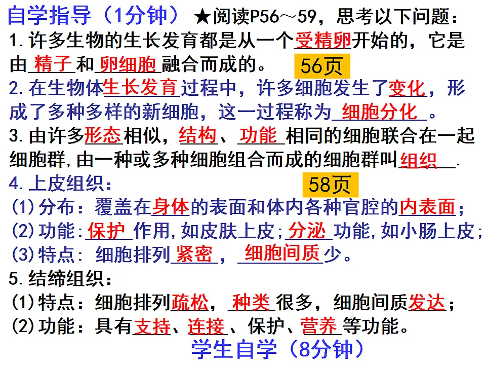 2025年秋北师大版生物七年级上册第3章 生物体的结构层次 2.3.2细胞分化形成组织课件第2页