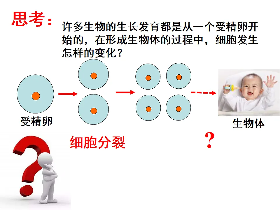 2025年秋北师大版生物七年级上册第3章 生物体的结构层次 2.3.2细胞分化形成组织课件第4页