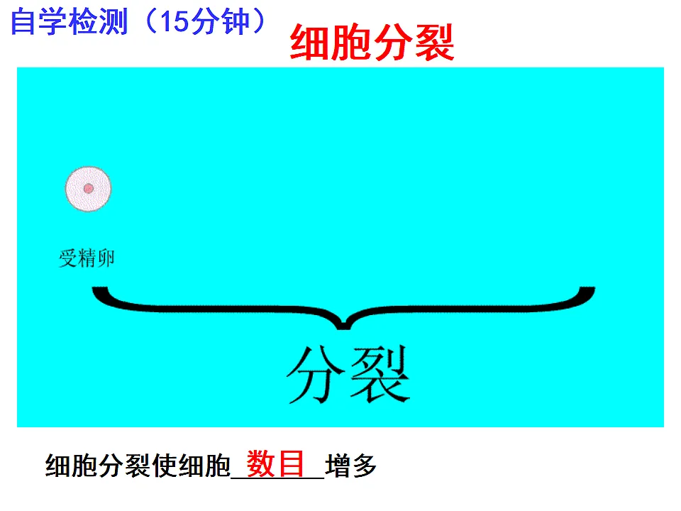 2025年秋北师大版生物七年级上册第3章 生物体的结构层次 2.3.2细胞分化形成组织课件第5页