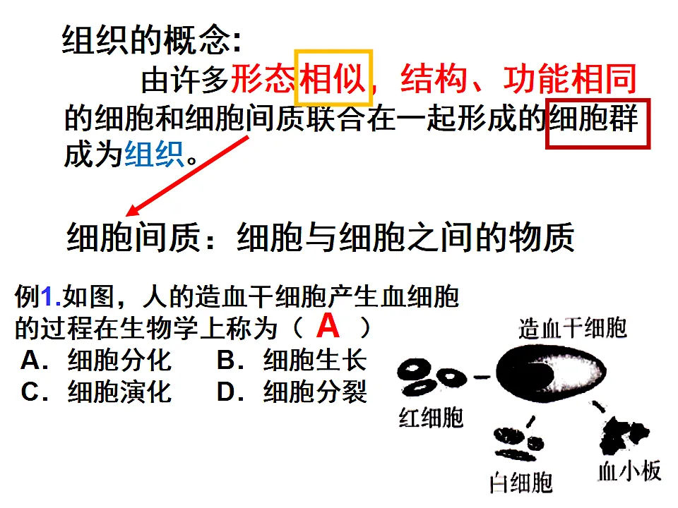 2025年秋北师大版生物七年级上册第3章 生物体的结构层次 2.3.2细胞分化形成组织课件第7页