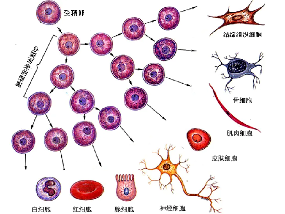 2025年秋北师大版生物七年级上册第3章 生物体的结构层次 2.3.2细胞分化形成组织课件第8页