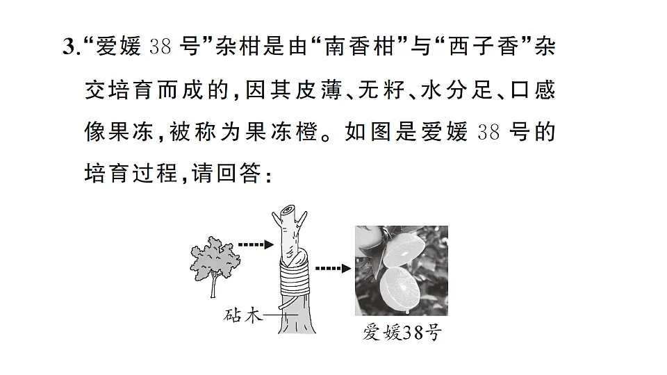 17668448第7页