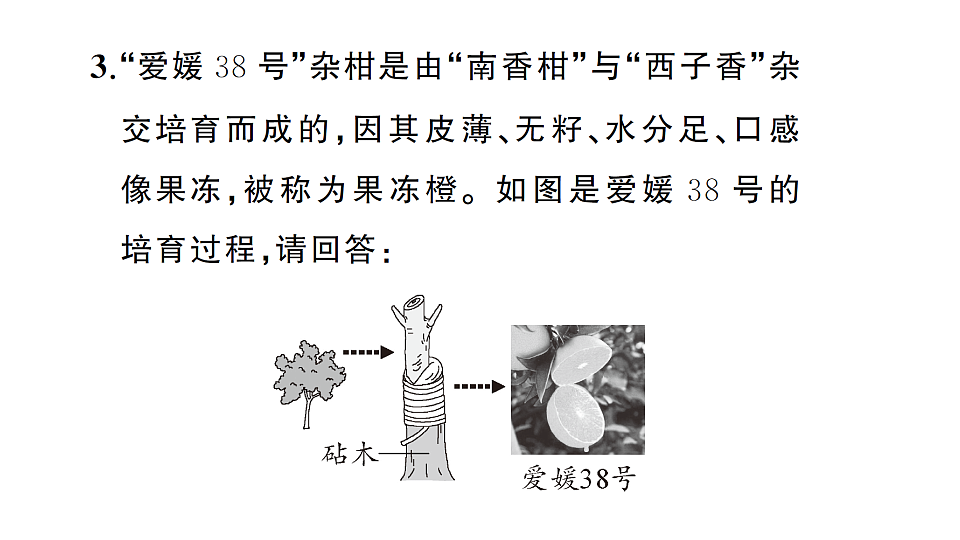 17668448第7页