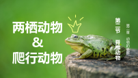 生物人教版（2024）两栖动物和爬行动物集体备课课件ppt