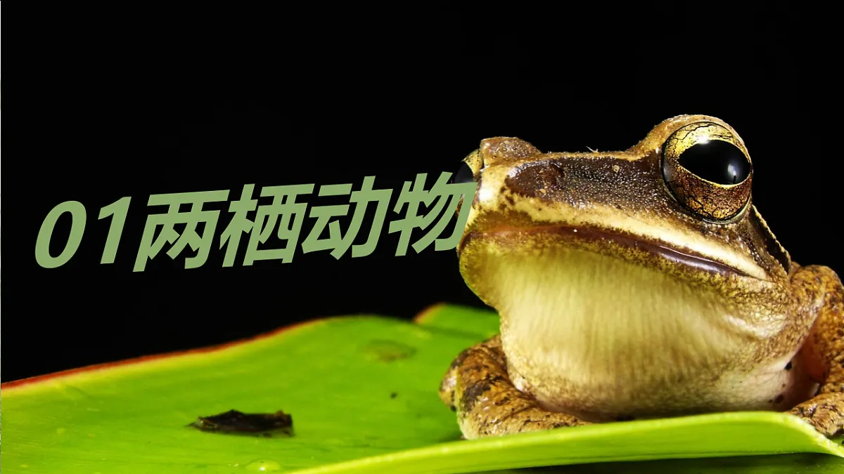 17669069第4页