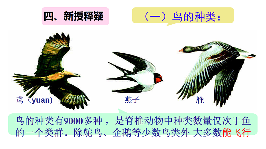 17670581第4页