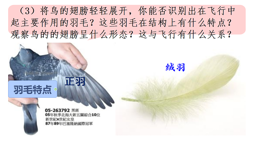17670581第7页