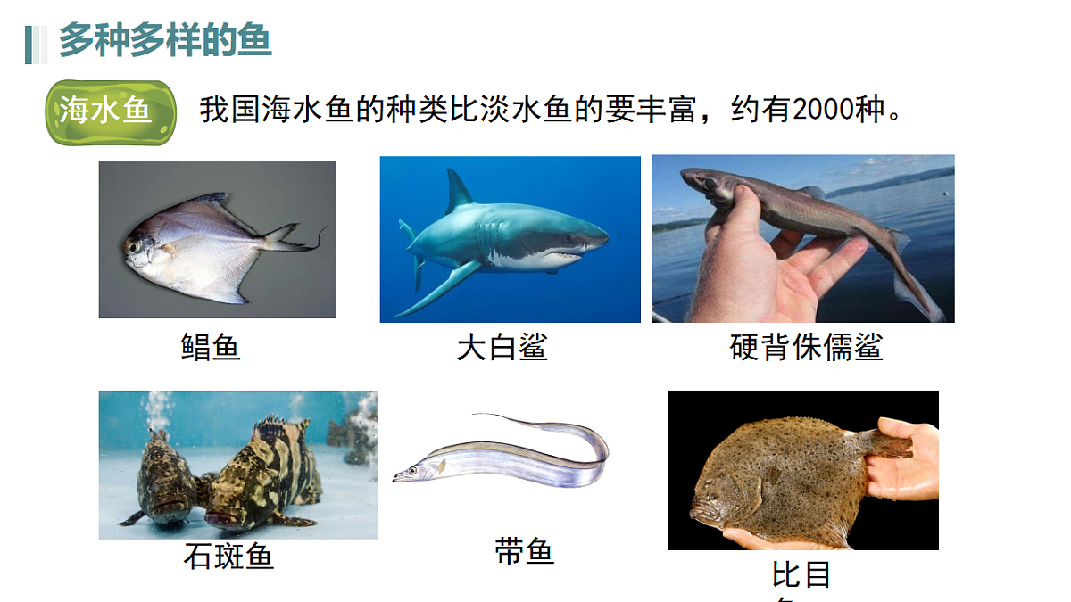 17670585第4页