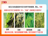 教科版六年级下册第二单元 第三课《形形色色的植物》课件