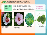 教科版六年级下册第二单元 第三课《形形色色的植物》课件