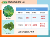 教科版六年级下册第二单元 第三课《形形色色的植物》课件