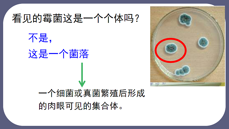 17672776第4页