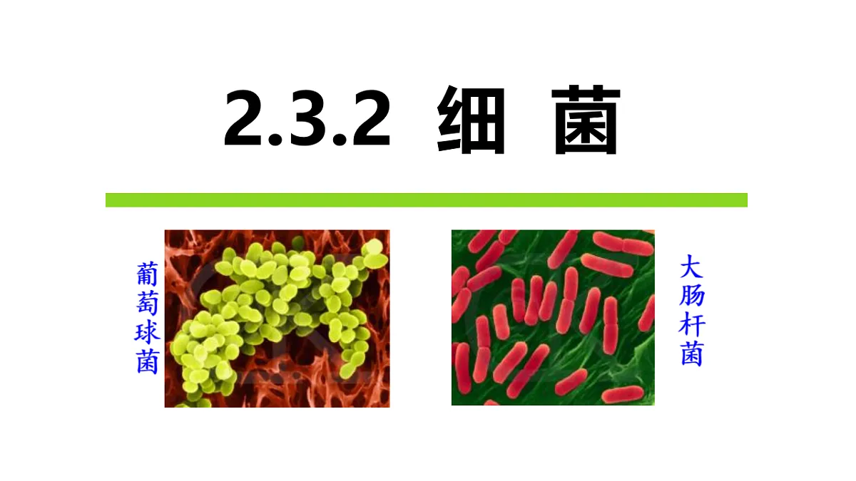 17672869第2页