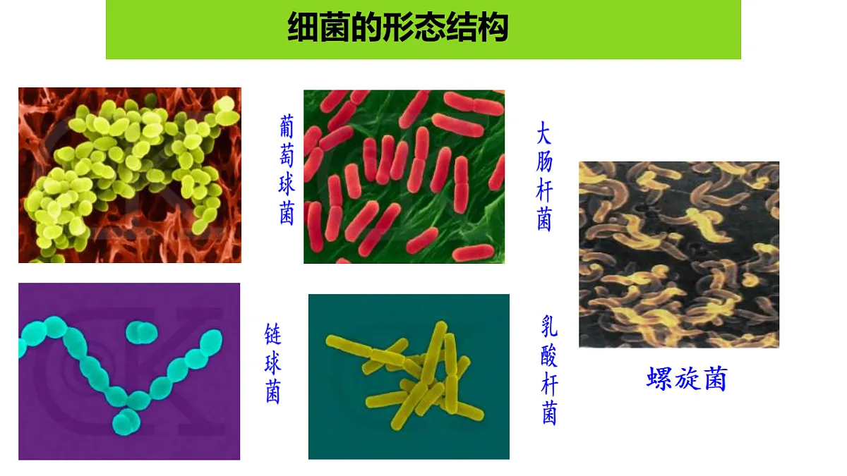 17672869第7页