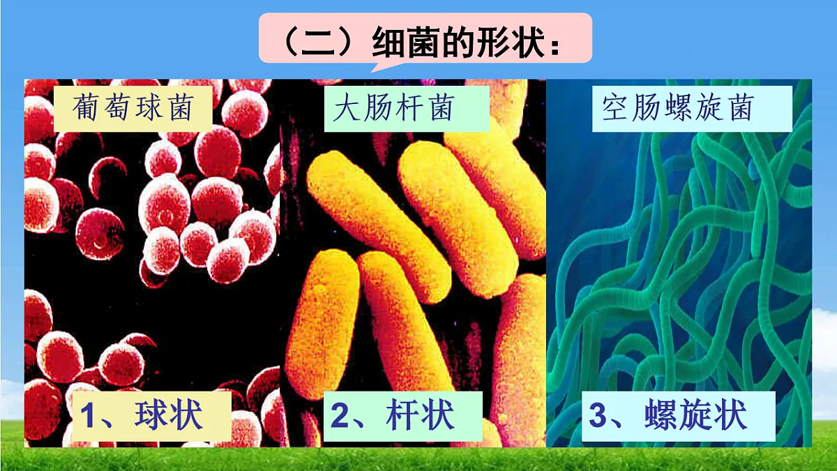 17672870第7页