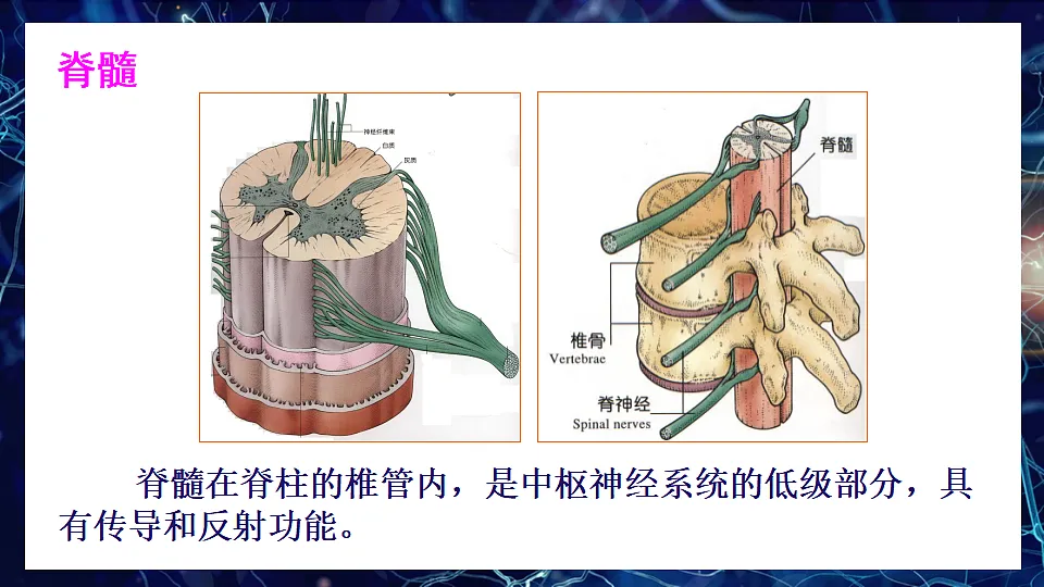 17675011第4页
