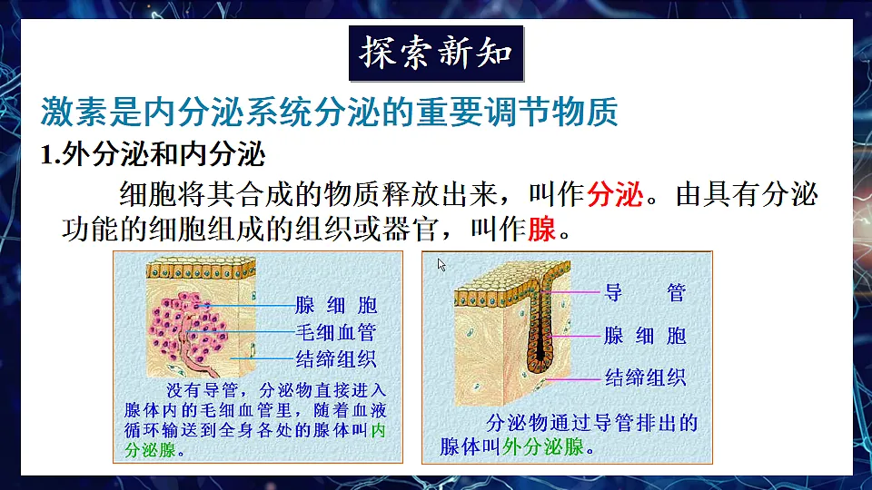 10.3 激素调节 (课件)2024-2025学年北师大七年级生物下册第3页