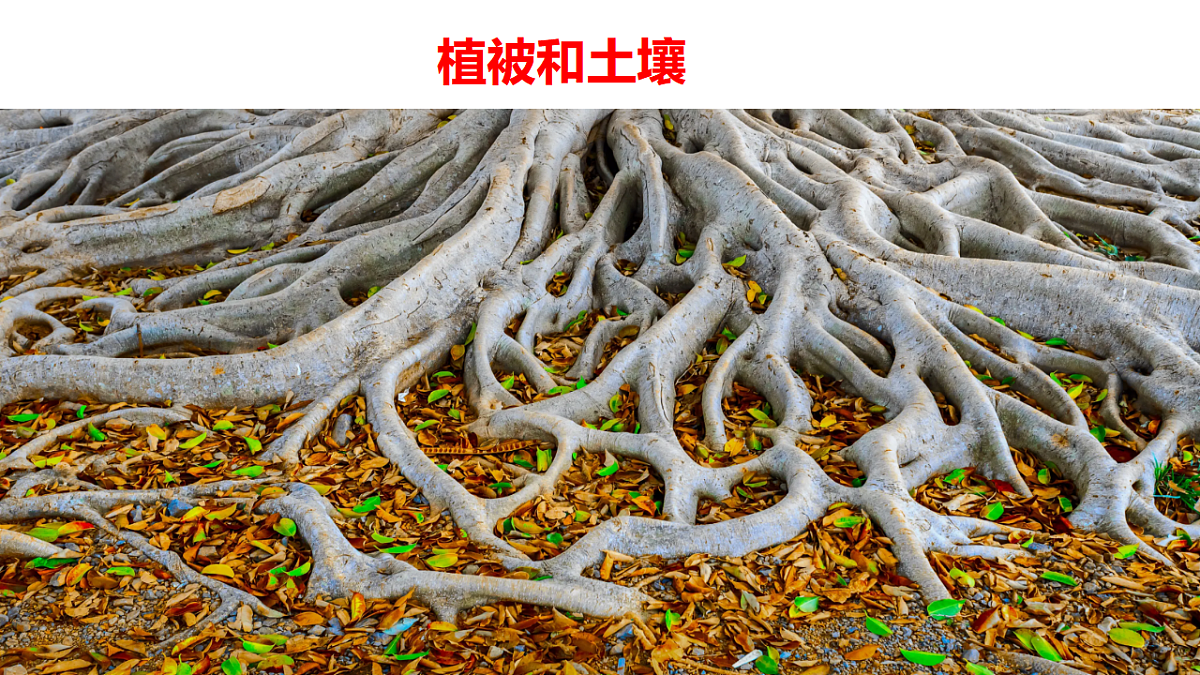 17675816第1页