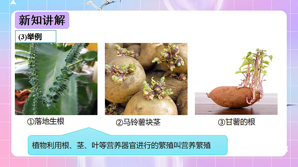 17678069第5页