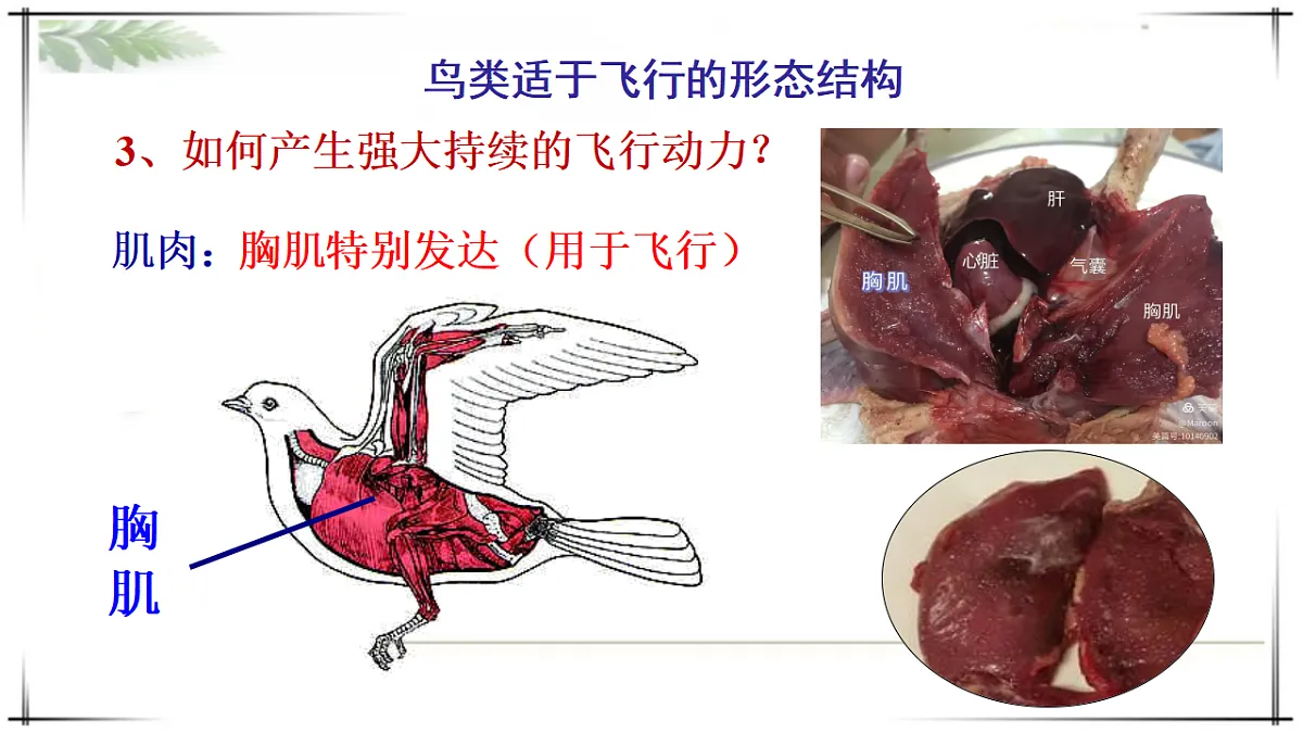 17678253第8页