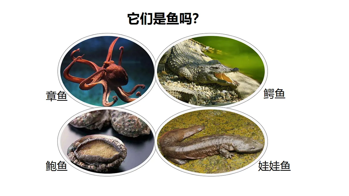 17678802第3页