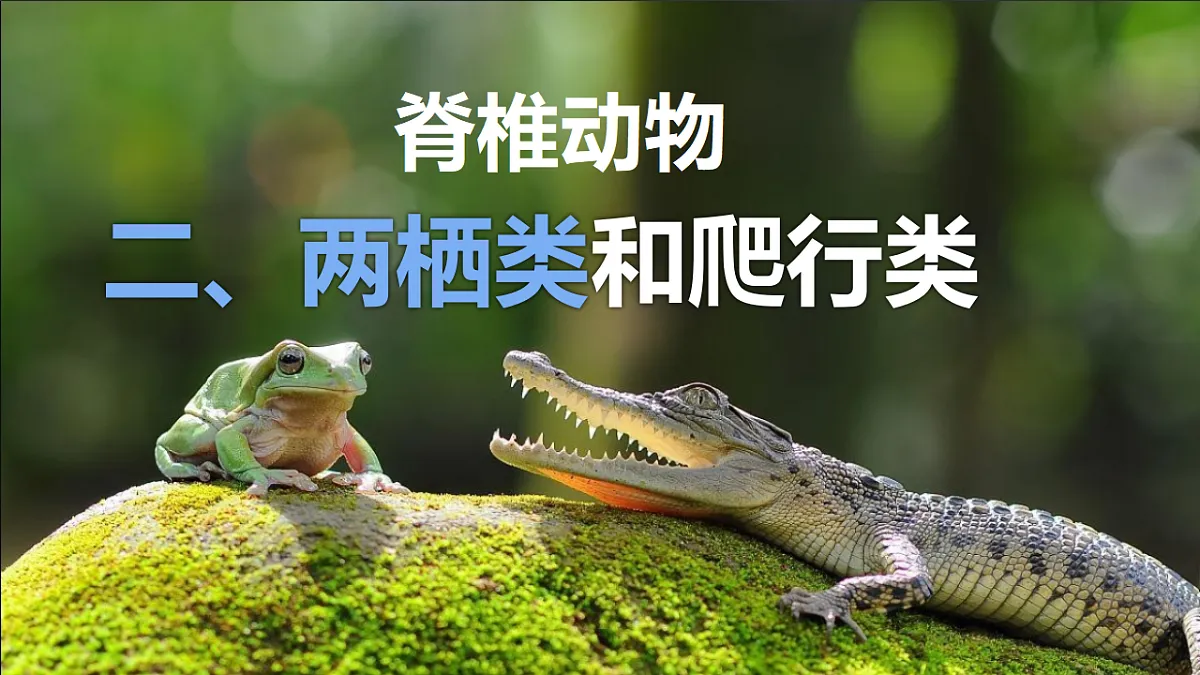 17678806第1页