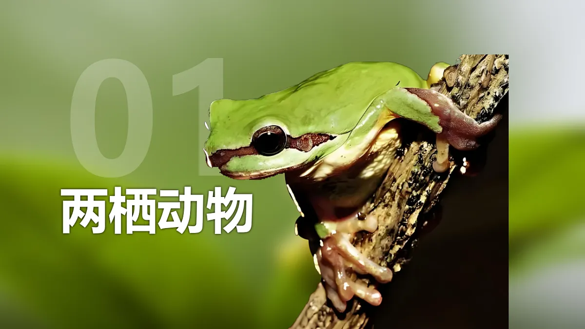 17678806第4页