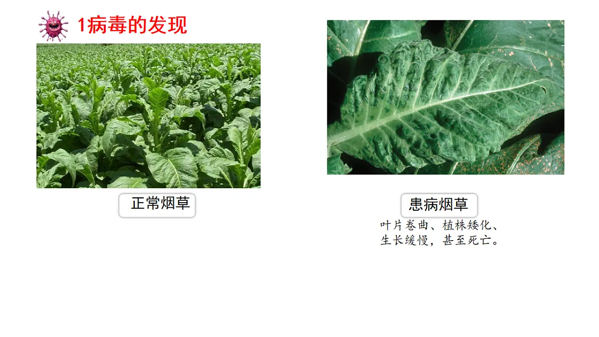 17681762第3页