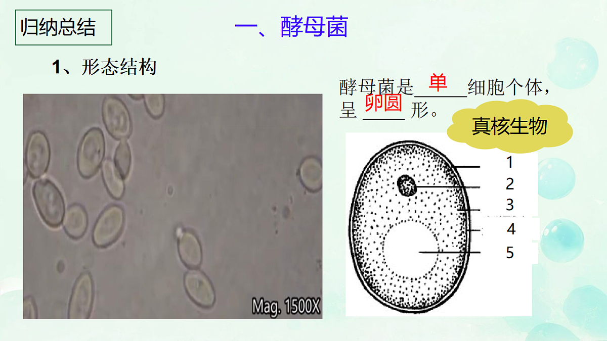 17681850第5页