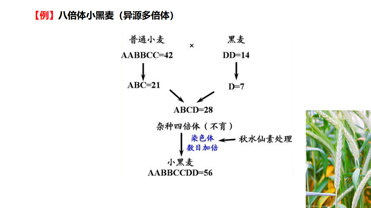 17684310第7页