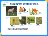 10.形形色色的动物 小学科学苏教版2024一年级下册课件