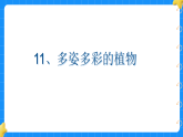 11.多姿多彩的植物 小学科学苏教版2024一年级下册课件