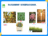 11.多姿多彩的植物 小学科学苏教版2024一年级下册课件