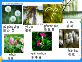 11.多姿多彩的植物 小学科学苏教版2024一年级下册课件