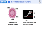 第8单元 19.2 人的生殖（教学课件）-2025-2026学年八年级生物下册（苏科版2024）