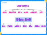 第四单元动物与植物单元小结 小学科学苏教版2024一年级下册课件