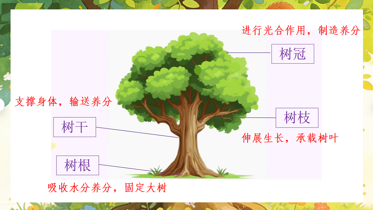 人美版（2024）一年级下册美术第五单元第1课《大树的秘密》课件第5页