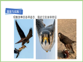 粤教粤科版（2024）科学三年级下册 1.2 鸟与昆虫(课件)