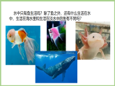 粤教粤科版（2024）科学三年级下册 1.3 水中的鱼(课件)