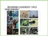 粤教粤科版（2024）科学三年级下册 1.4 常见的哺乳动物(课件)