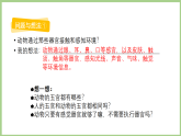 粤教粤科版（2024）科学三年级下册 1.5 动物接触和感知环境(课件)