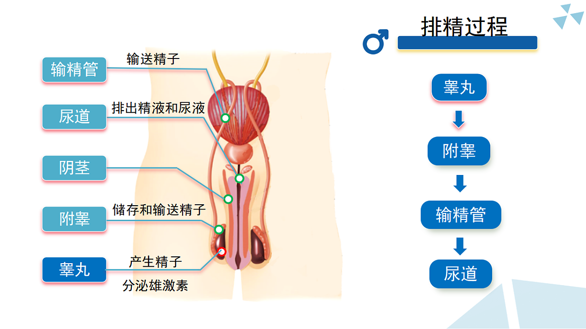 苏科版初中生物八年级下册8.19.2《人的生殖》课件第5页