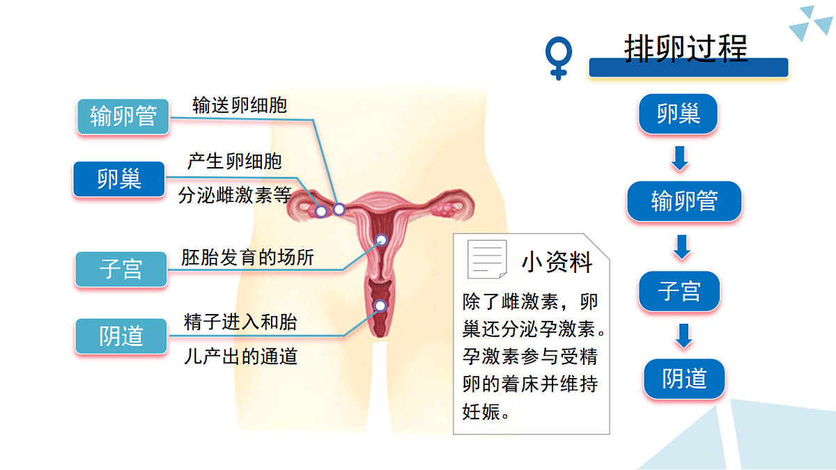 苏科版初中生物八年级下册8.19.2《人的生殖》课件第6页