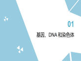 苏科版初中生物八年级下册8.20.2《基因的传递》课件+教案表格式