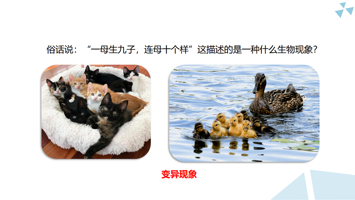 苏科版初中生物八年级下册8.20.4《生物的变异》课件第5页