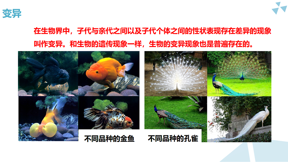 苏科版初中生物八年级下册8.20.4《生物的变异》课件第6页