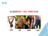 苏科版初中生物八年级下册8.21.3《人类的起源与进化》课件+教案表格式
